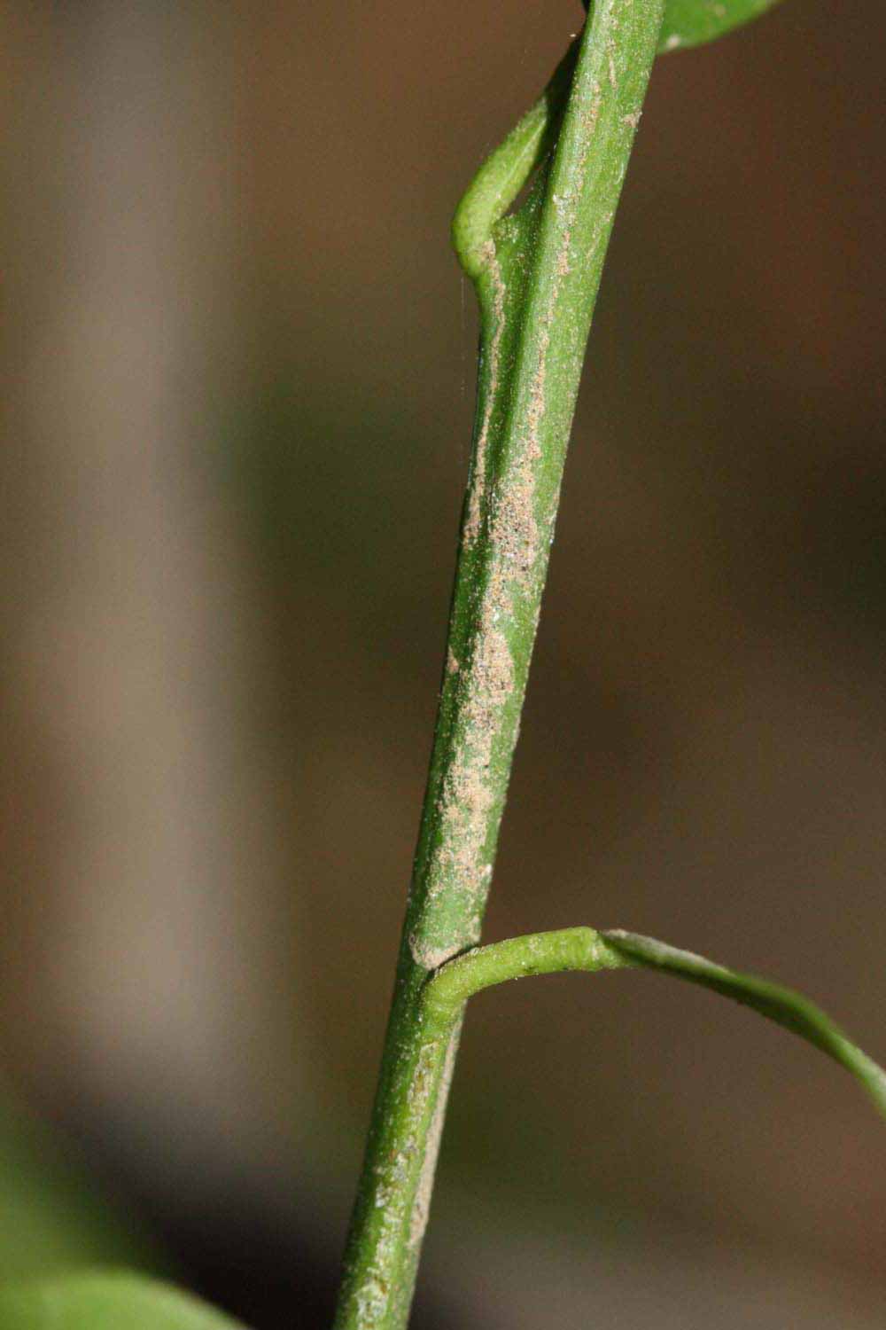            First year twig (Riverside, CA)   